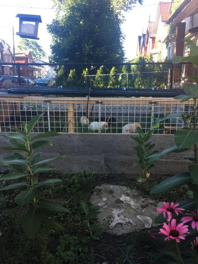 Pring Guesthouse Hamilton Luaran gambar
